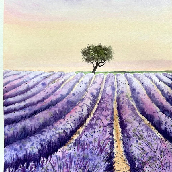 Lavender Field