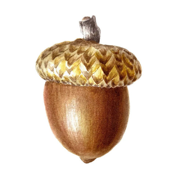 Acorn