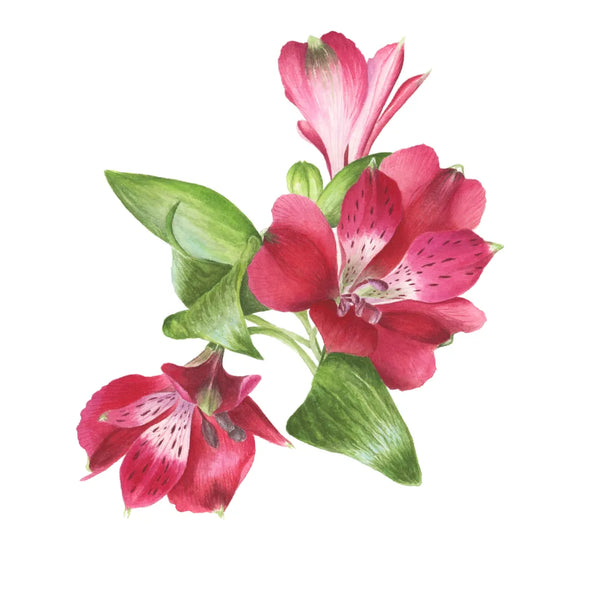 Alstroemeria