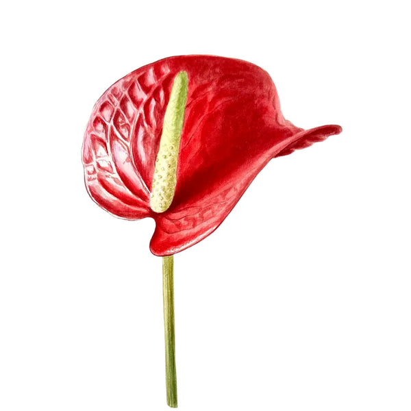 Anthurium