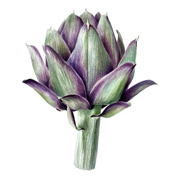 Artichoke