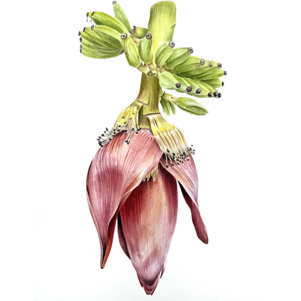 Banana Plant