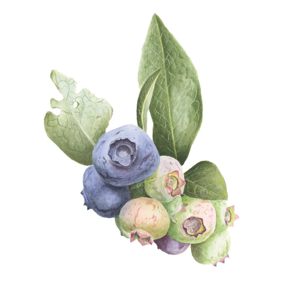 Blueberries