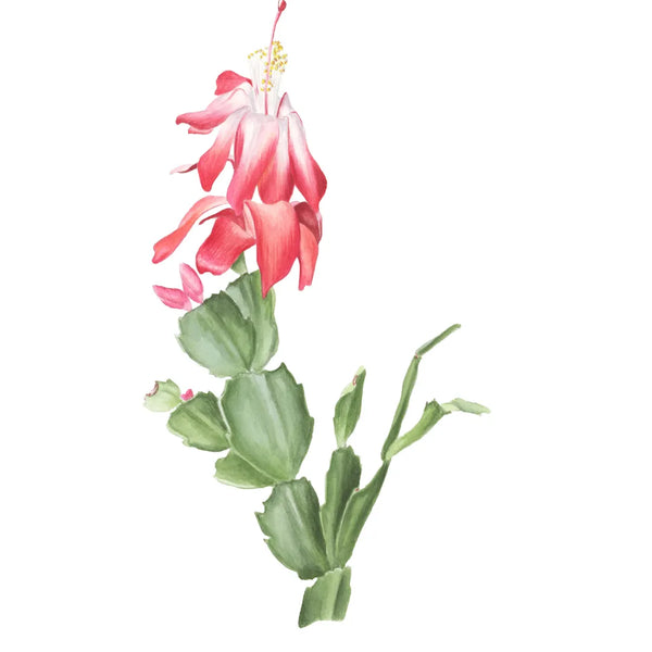 Christmas Cactus