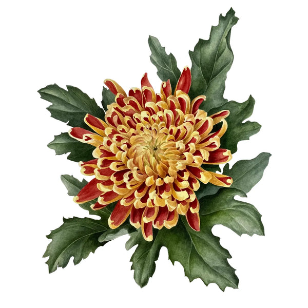 Chrysanthemum