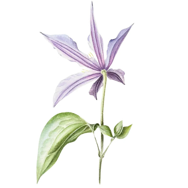 Clematis