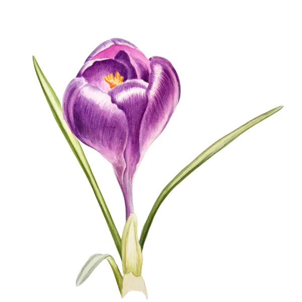 Crocus