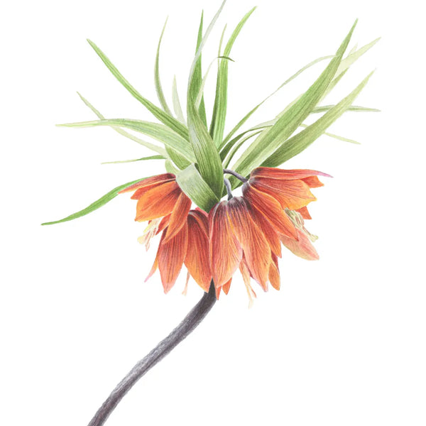Crown Imperial