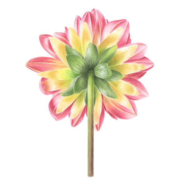 Dahlia Flower Back View