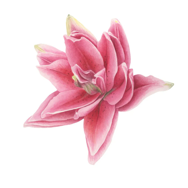 Full Lily