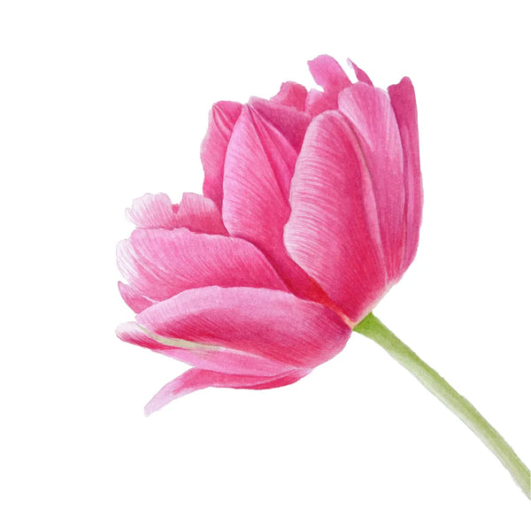 Full Tulip