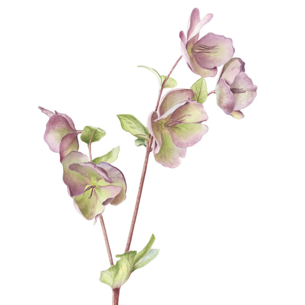 Hellebore