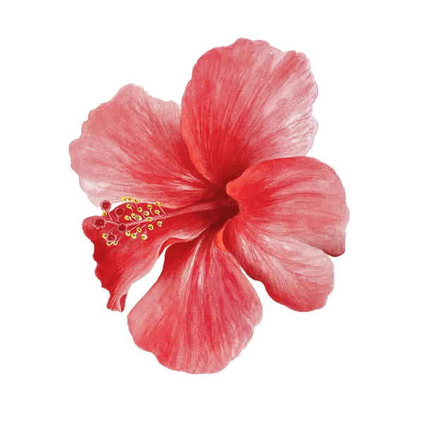 Hibiscus