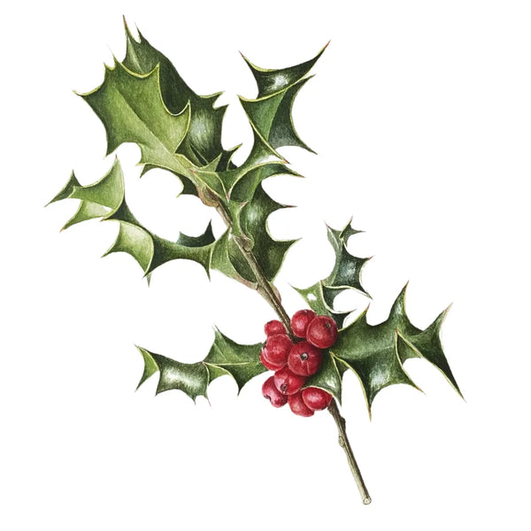 Holly Branch