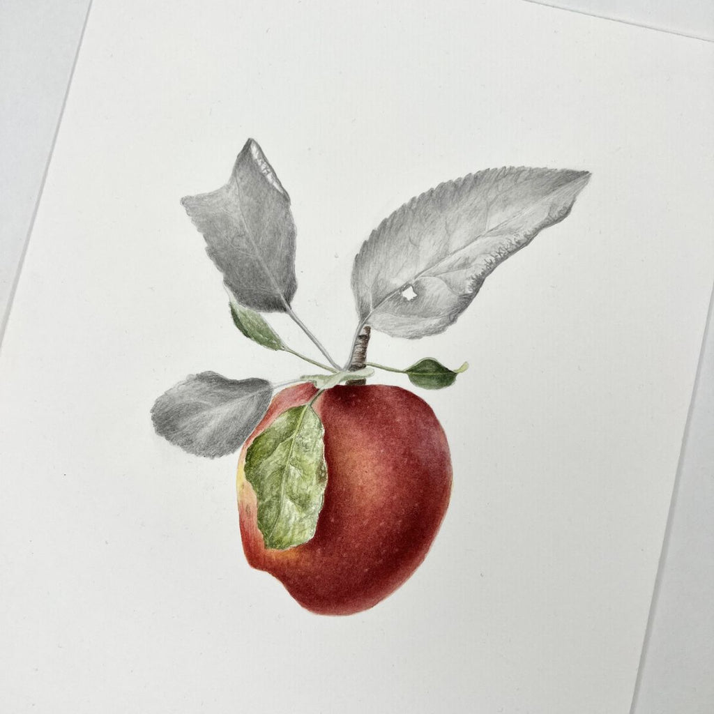 Hot Press Watercolor Paper 300 lb / 640 gsm