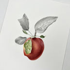 Hot Press Watercolor Paper 300 lb / 640 gsm