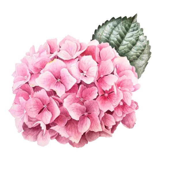 Hydrangea