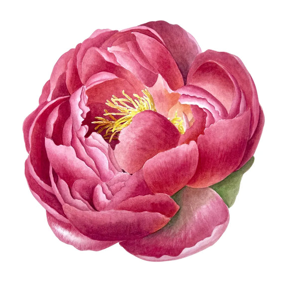 Large Peony Head