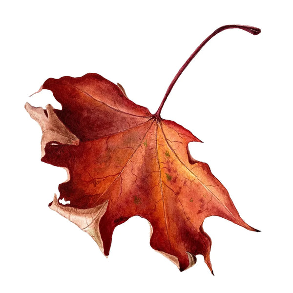 Maple Leaf