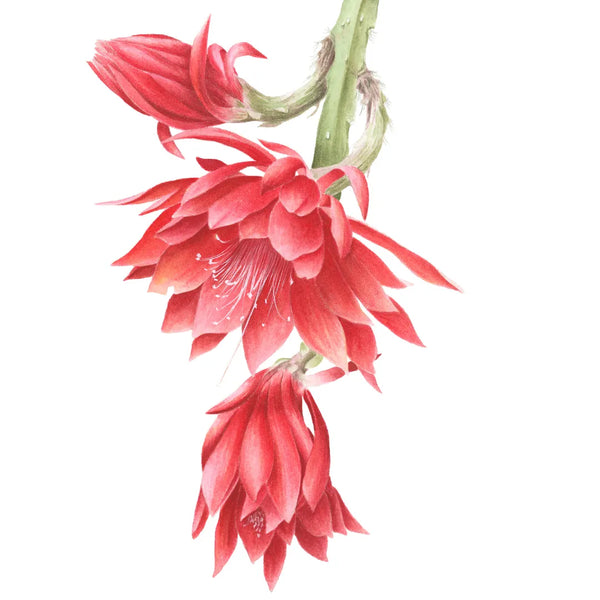 Orchid Cactus