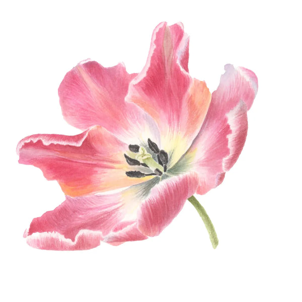 Parrot Tulip