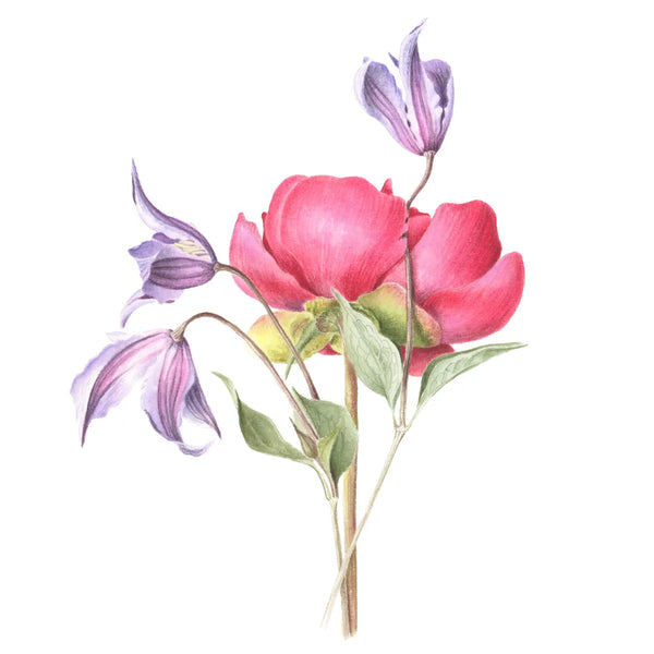 Peony And Clematis