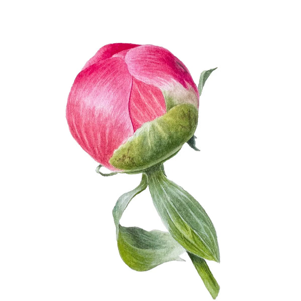 Peony Bud