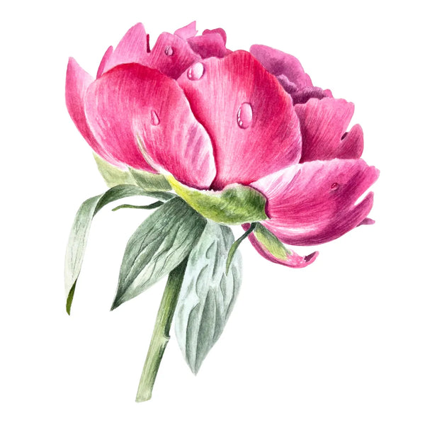 Peony Water Drop