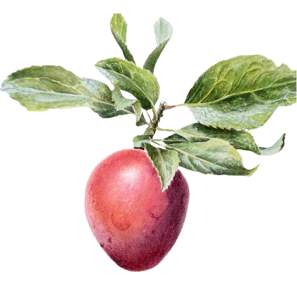Plum With Leaves