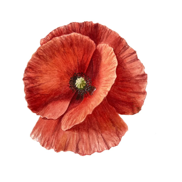 Poppy
