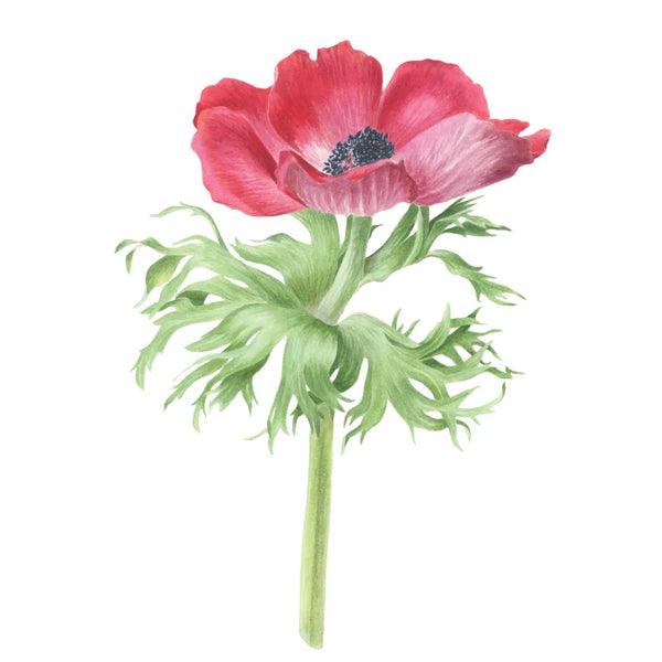 Red Anemone