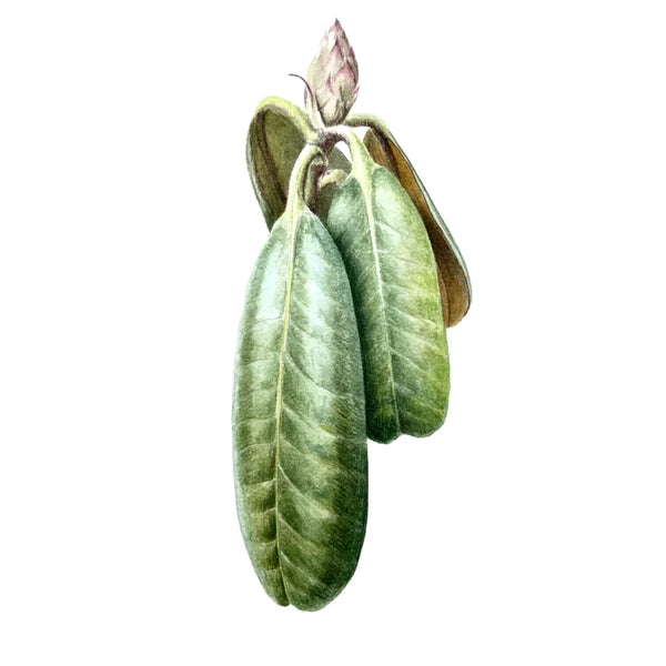 Rhododendron Leaves
