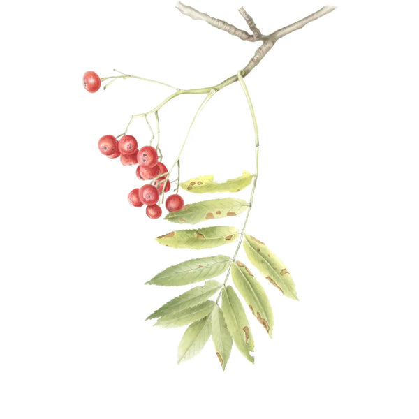 Rowan Tree