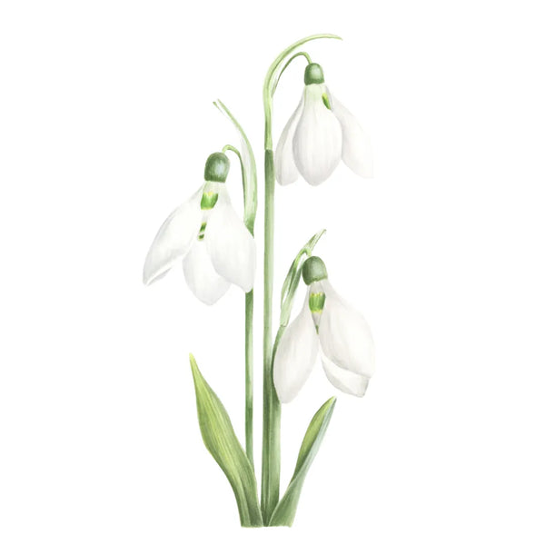 Snowdrops