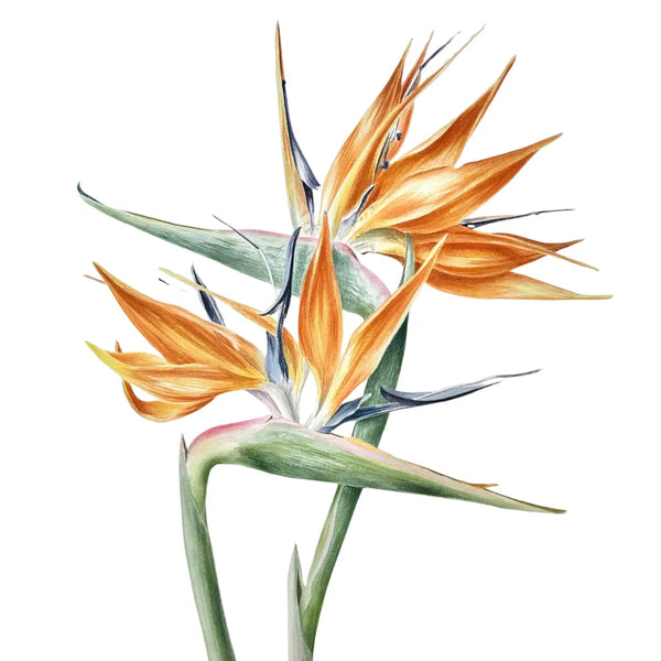 Strelitzia