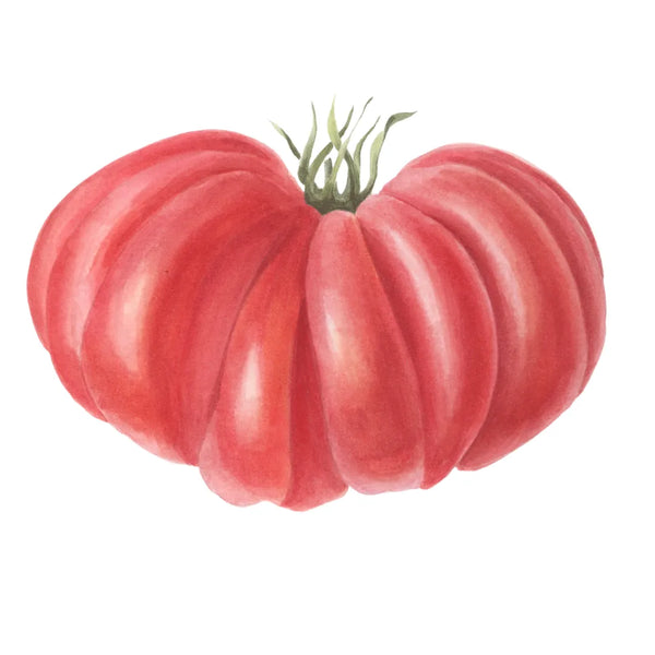 Tomato