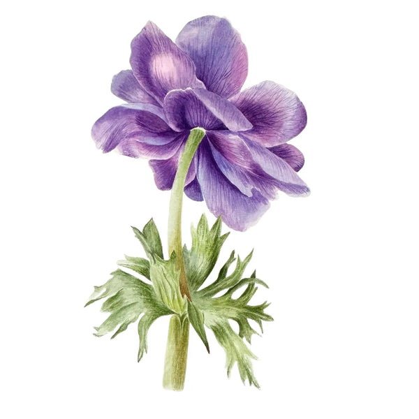 Violet Anemone