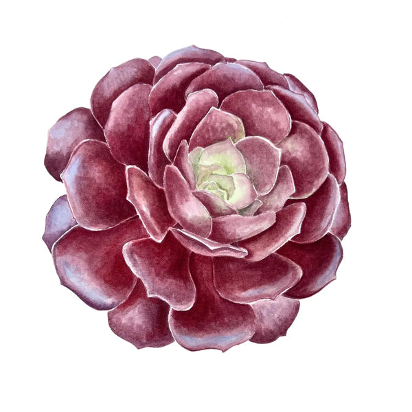 Violet Succulent