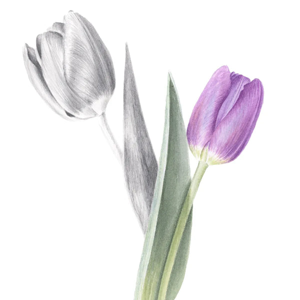 Violet Tulips Watercolours And Graphite