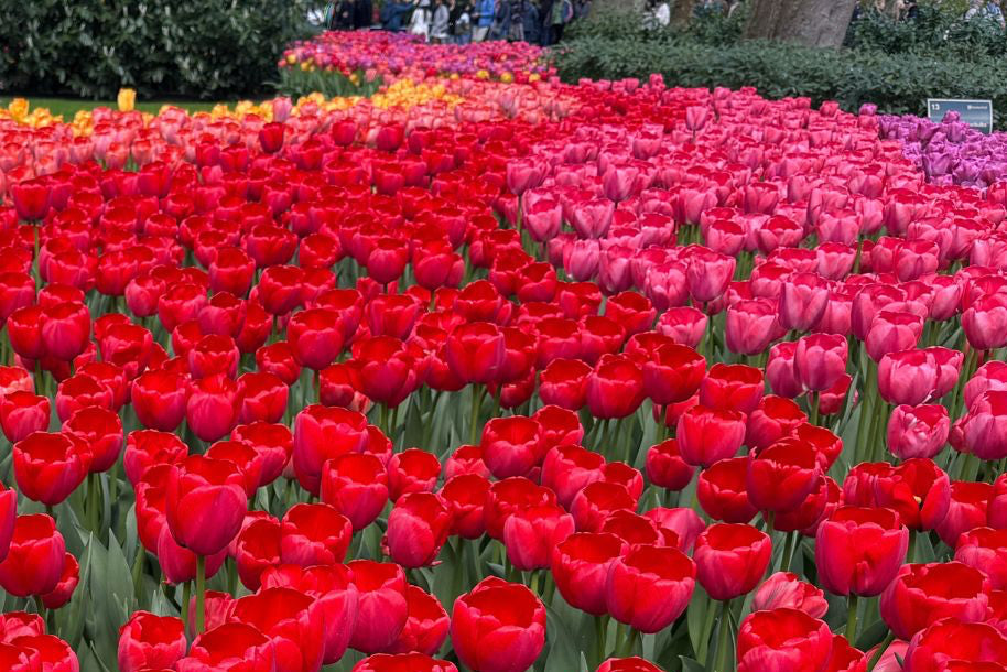 Brushes Blossom in Amsterdam: A Botanical Watercolor Workshop