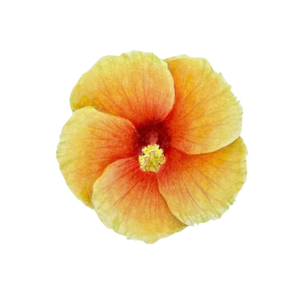 Yellow Hibiscus