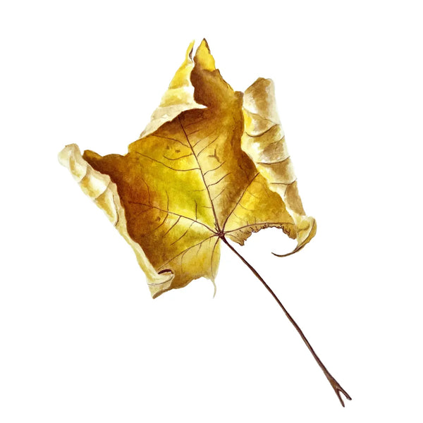 Yellow Maple Leaf